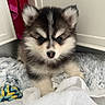Aperol participe au concours pour gagner de l'argent avec cette photo : puppy, dog, fluffy, black_and_white, indoor, blanket, toy, rope_toy, curious, cute, fur, pet, young, small, lying_down, close_up, soft_texture, carpet, white_cloth, cozy