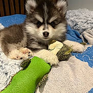 Aperol participe au concours pour gagner de l'argent avec cette photo : puppy, dog, toy, stuffed_animal, blanket, fur, pet, cute, indoor, resting, paw, snout, ears, bed, soft, animal, young, companion, sleepy, cozy