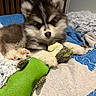 Aperol participe au concours pour gagner de l'argent avec cette photo : animal, bed, blanket, companion, cozy, cute, dog, domestic_animal, fur, indoor, paw, pet, puppy, relaxed, resting, sleepy, soft, stuffed_animal, toy, young