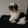 Vasko participe au concours pour gagner de l'argent avec cette photo : affenpinscher, animal, ball, canine, cat, dog, dogbed, homedecor, hound, indoors, mat, pet, poodle, puppy, rug, sport, tennis, tennisball, terrier, whitedog