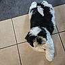 Vasko a rejoint le concours — aidez-le/la à gagner de superbes lots ! accessories, affenpinscher, animal, canine, cockerspaniel, dog, flagstone, hardwood, papillon, path, pet, poodle, puppy, slate, strap, terrier, tile, walkway, whitedog, wood
