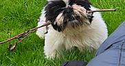 Vasko participe au concours pour gagner de l'argent avec cette photo : accessories, adult, affenpinscher, animal, canine, dog, grass, lawn, leash, male, man, nature, outdoors, person, pet, plant, puppy, strap, terrier, whitedog