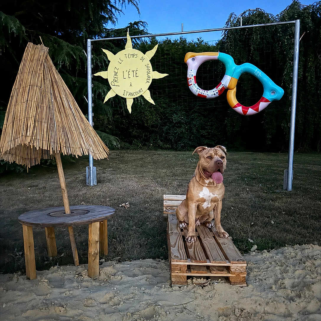 Aaron participe au concours pour gagner de l'argent avec cette photo : dog, wooden_pallet, sandy_ground, straw_umbrella, table, outdoor, playground, toy, sun_sign, greenery, grass, blue_sky, pet, summer, recreation, nature, animal, happy, tongue_out, daytime