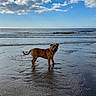 Aaron participe au concours pour gagner de l'argent avec cette photo : dog, beach, water, ocean, waves, sky, clouds, sand, outdoor, animal, nature, sea, canine, shore, reflection, pet, sunlight, daytime, landscape, calm