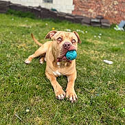 Aaron participe au concours pour gagner de l'argent avec cette photo : dog, ball, grass, outdoor, pet, playful, brown_dog, canine, animal, lawn, muzzle, tongue, ears, alert, resting, backyard, daylight, toy, nature, cute