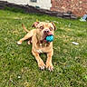 dog, ball, grass, outdoor, pet, playful, brown_dog, canine, animal, lawn, muzzle, tongue, ears, alert, resting, backyard, daylight, toy, nature, cute