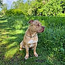 Aaron participe au concours pour gagner de l'argent avec cette photo : dog, canine, sitting, grass, outdoor, nature, greenery, sunlight, trees, sky, clouds, pet, animal, collar, path, summer, daytime, mammal, alert, portrait