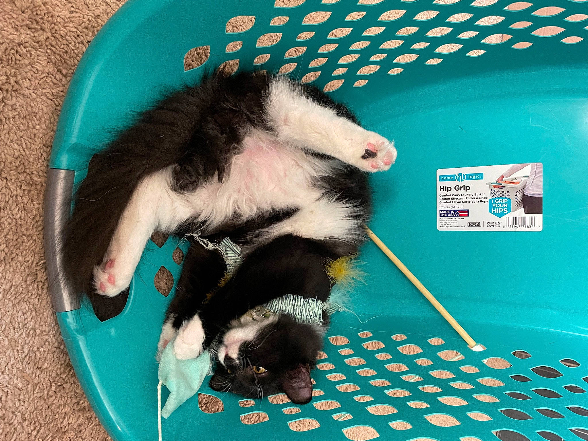 Jennings joined the competition — help win amazing prizes! blue, canidae, cat_supply, claw, companion_dog, electric_blue, felidae, fur, hamster, paw, pet_supply, photo_caption, recreation, rodent, skunk, snout, striped_skunk, tail, terrestrial_animal, whiskers