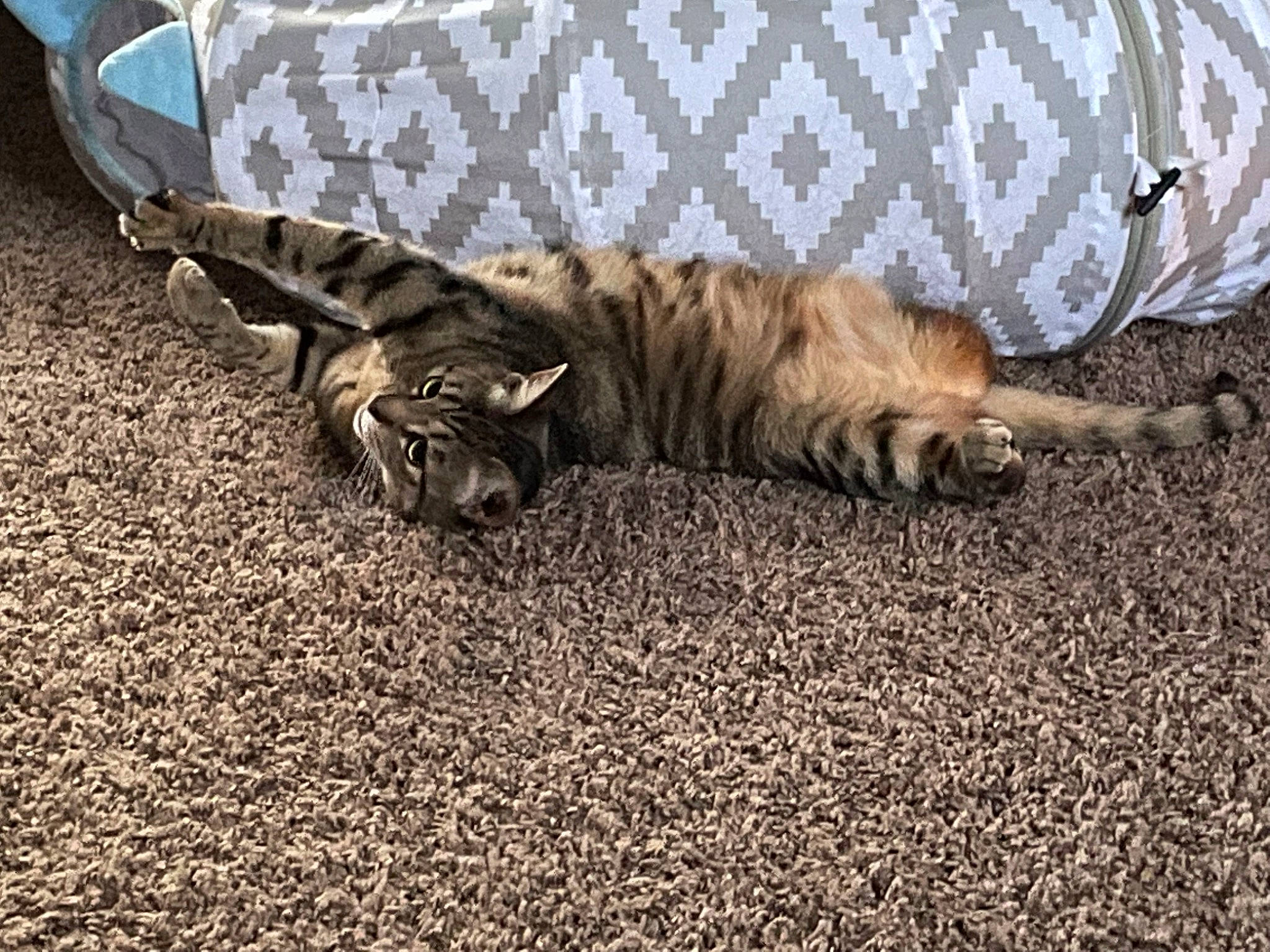 Nia is registered to the contest to win money with this photo: carnivore, cat, claw, comfort, domestic_short_haired_cat, fawn, felidae, fur, grass, human_leg, pattern, paw, small_to_medium_sized_cats, soil, tail, terrestrial_animal, tree, whiskers, wildlife, wood