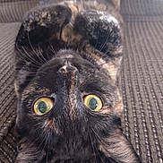 Zelda joined the competition — help win amazing prizes! cat, tortoiseshell, upside_down, green_eyes, whiskers, couch, texture, indoor, pet, feline, closeup, curious, relaxed, lying_down, soft_fur, ears, nose, paws, striped, domestic_animal