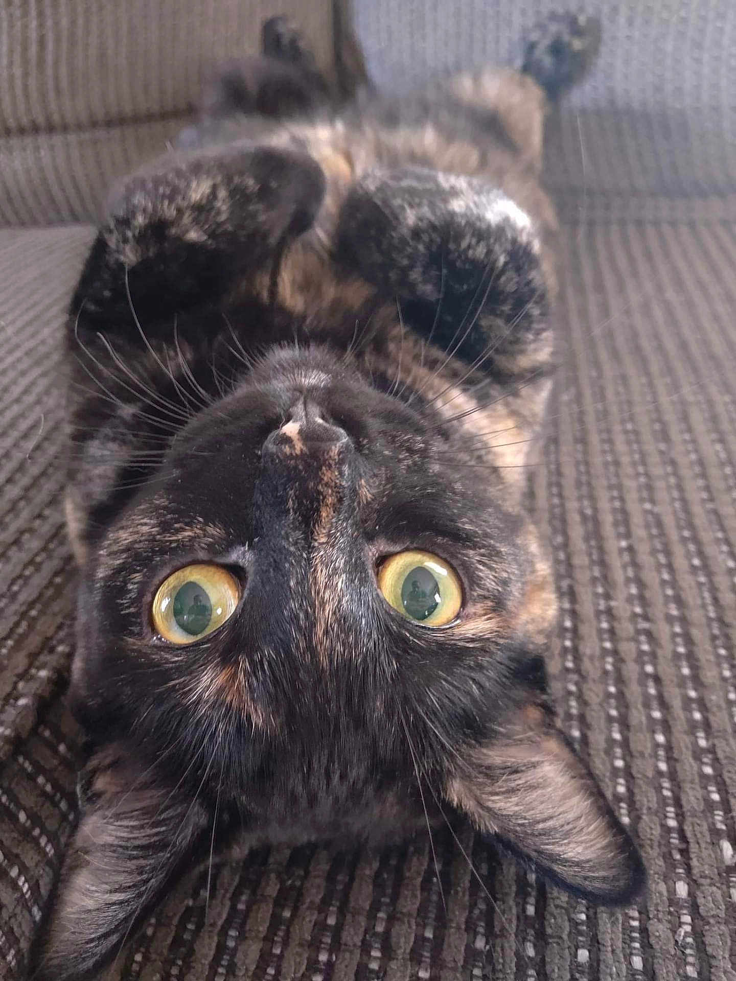 Zelda joined the competition — help win amazing prizes! cat, tortoiseshell, upside_down, green_eyes, whiskers, couch, texture, indoor, pet, feline, closeup, curious, relaxed, lying_down, soft_fur, ears, nose, paws, striped, domestic_animal