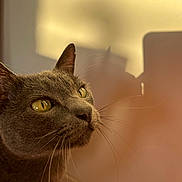 Maurice a rejoint le concours — aidez-le/la à gagner de superbes lots ! animal, cat, close_up, dramatic, eyes, fur, golden_hour, gray_cat, indoors, looking_up, pet, photography, portrait, profile, shadow, sunlight, wall, warm_lighting, whiskers, yellow_eyes