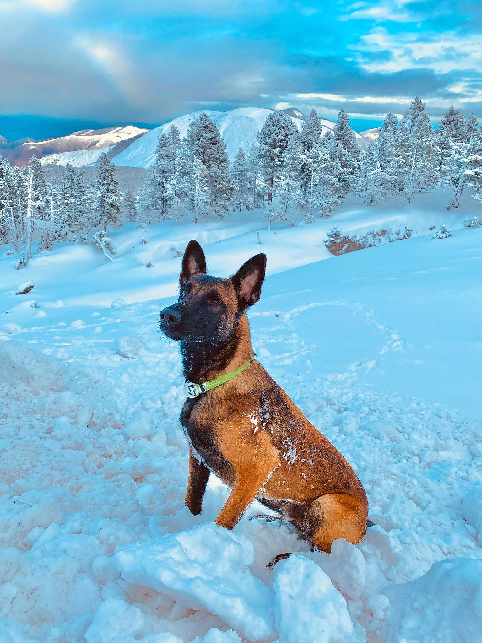 Pyki a rejoint le concours — aidez-le/la à gagner de superbes lots ! blue, canidae, carnivore, cloud, companion_dog, dog, dog_breed, electric_blue, fawn, freezing, fun, ice_cap, landscape, sky, slope, snout, snow, sporting_group, tree, winter