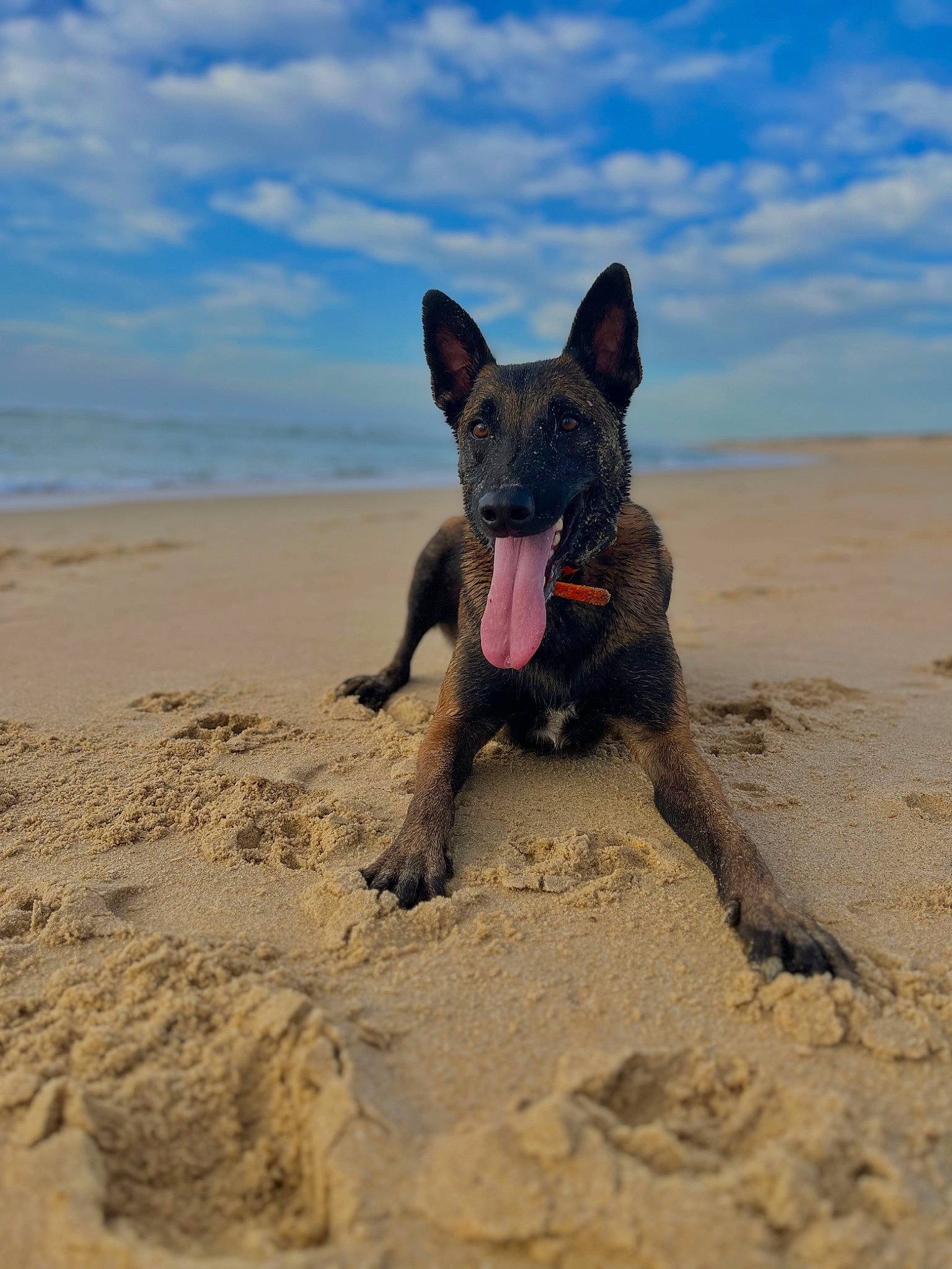 Pyki participe au concours pour gagner de l'argent avec cette photo : aeolian_landform, beach, canidae, carnivore, cloud, dog, dog_breed, fawn, fun, landscape, ocean, paw, sand, singing_sand, sky, snout, terrestrial_animal, water, whiskers, wildlife
