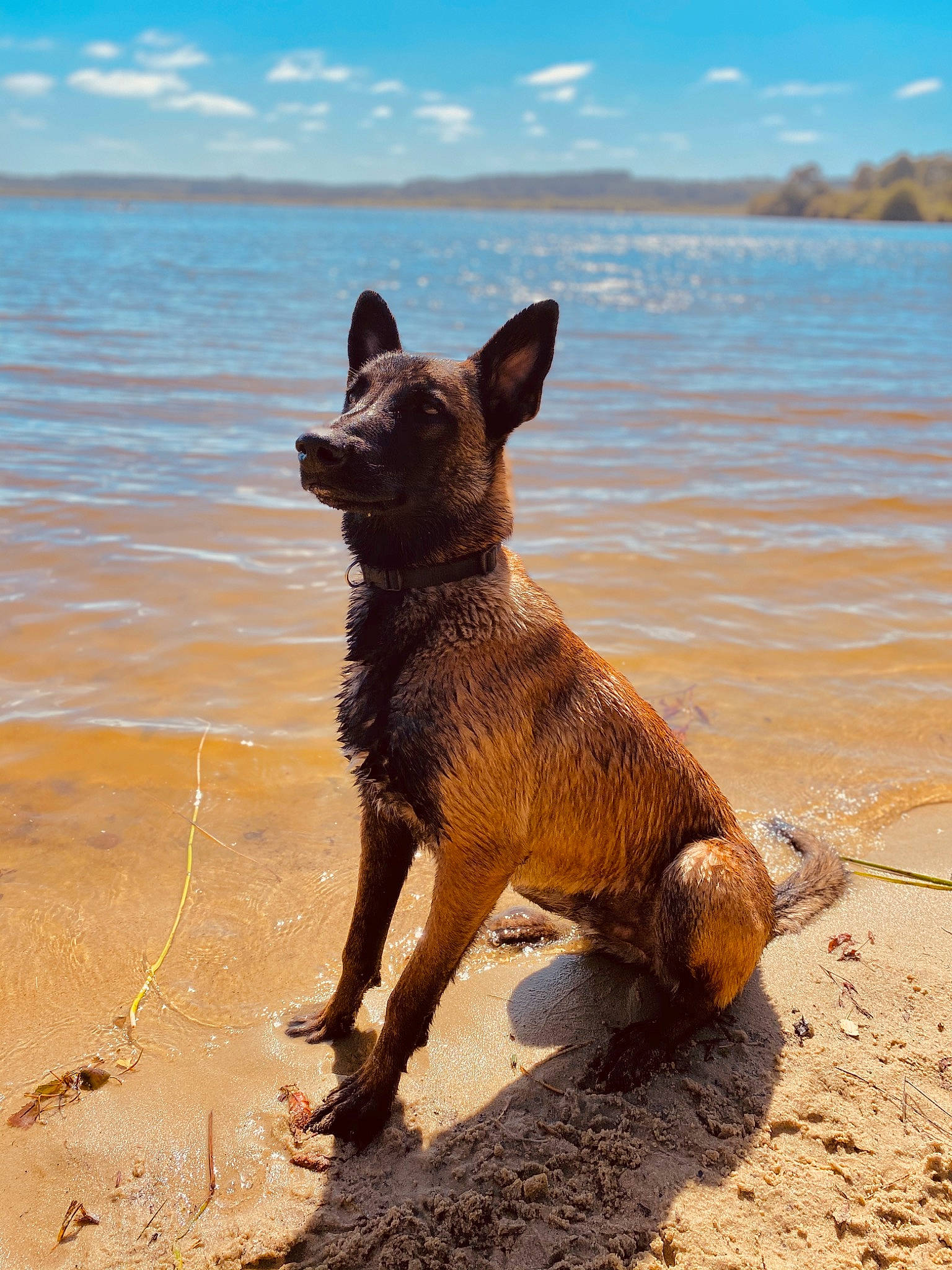 Pyki participe au concours pour gagner de l'argent avec cette photo : beach, canidae, carnivore, cloud, collar, dog, dog_breed, fawn, lake, ocean, sand, sky, snout, sporting_group, tail, terrestrial_animal, water, wildlife, wood, working_animal