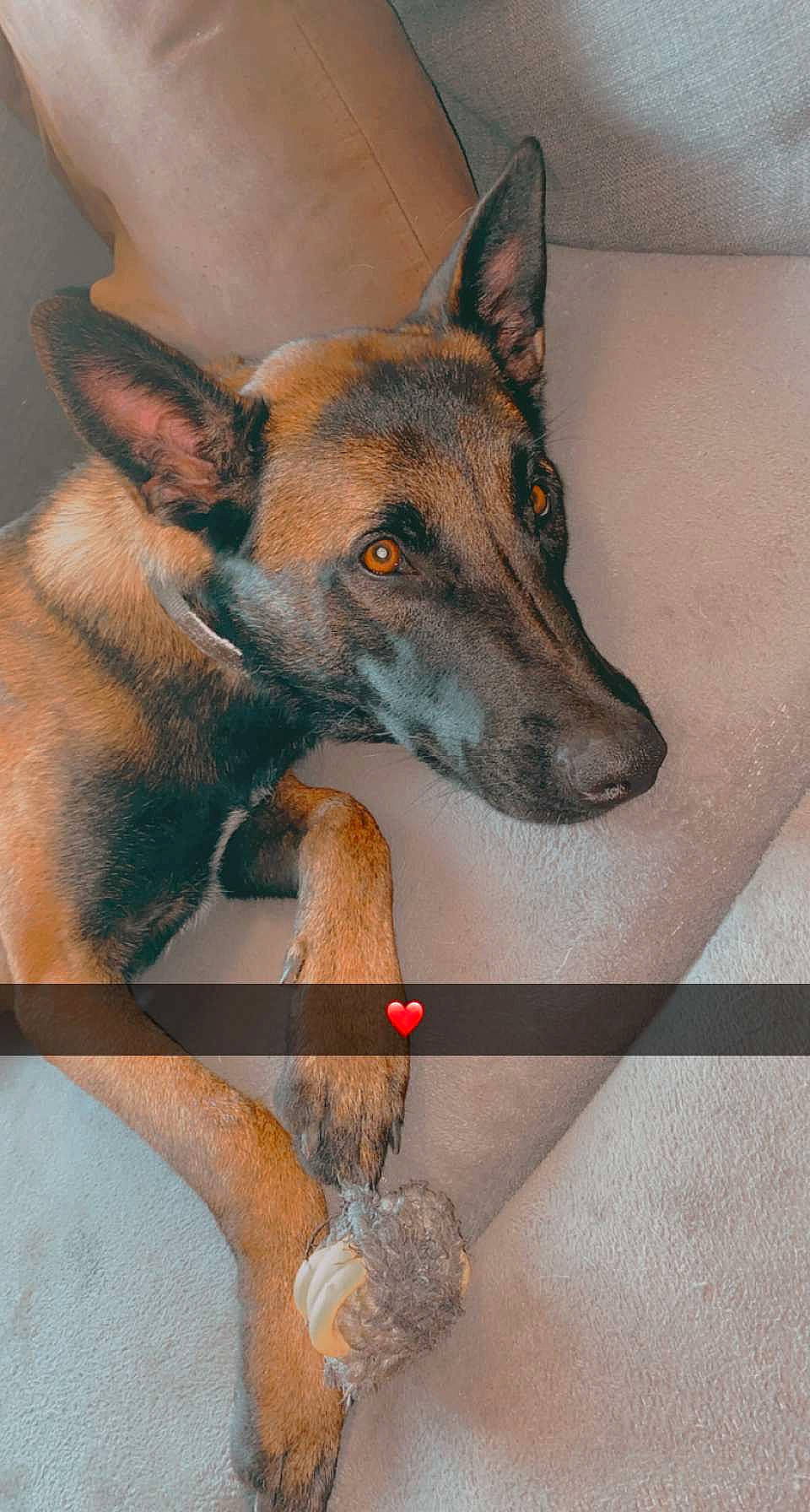 Pyki a rejoint le concours — aidez-le/la à gagner de superbes lots ! ancient_dog_breeds, canidae, carnivore, companion_dog, dog, dog_breed, dog_supply, fawn, herding_dog, snout, working_animal, working_dog