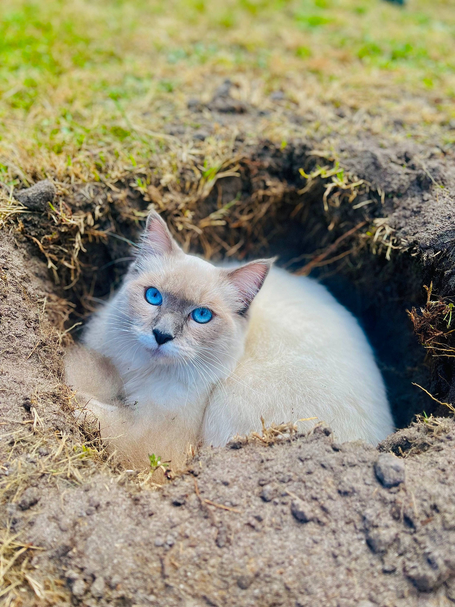 Saiko participe au concours pour gagner de l'argent avec cette photo : carnivore, cat, domestic_short_haired_cat, electric_blue, fawn, felidae, fur, grass, groundcover, herbaceous_plant, mammal, plant, sand, small_to_medium_sized_cats, snout, soil, tail, terrestrial_animal, whiskers, wildlife