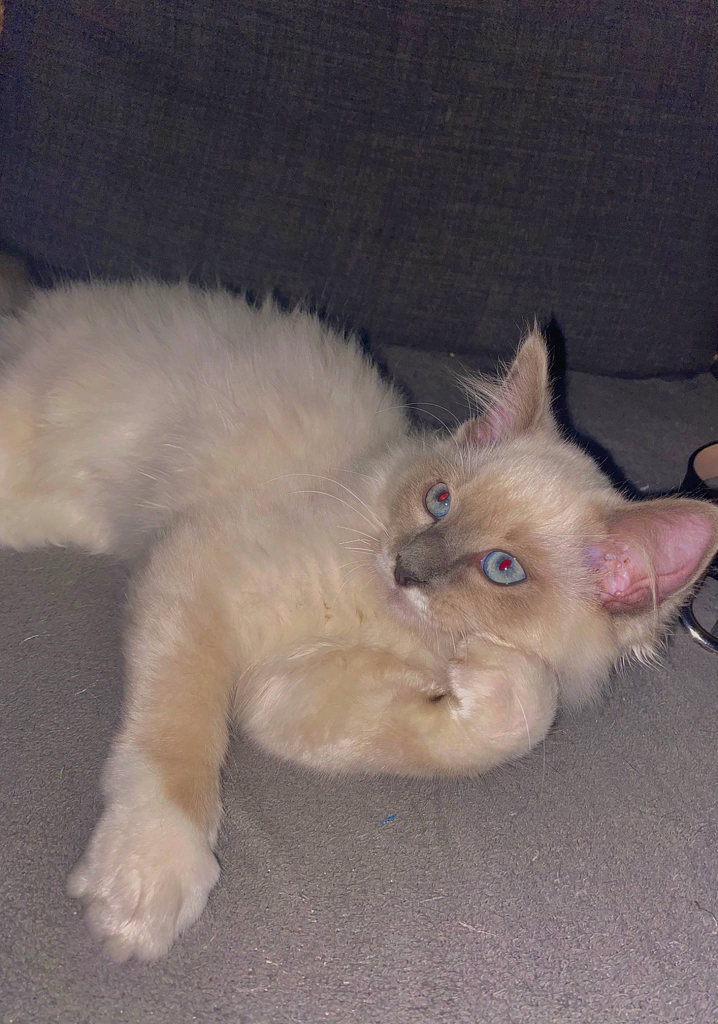 Saiko a rejoint le concours — aidez-le/la à gagner de superbes lots ! balinese, carnivore, cat, claw, comfort, domestic_short_haired_cat, ear, eye, fang, fawn, felidae, fur, laperm, paw, ragdoll, small_to_medium_sized_cats, snout, tail, terrestrial_animal, whiskers