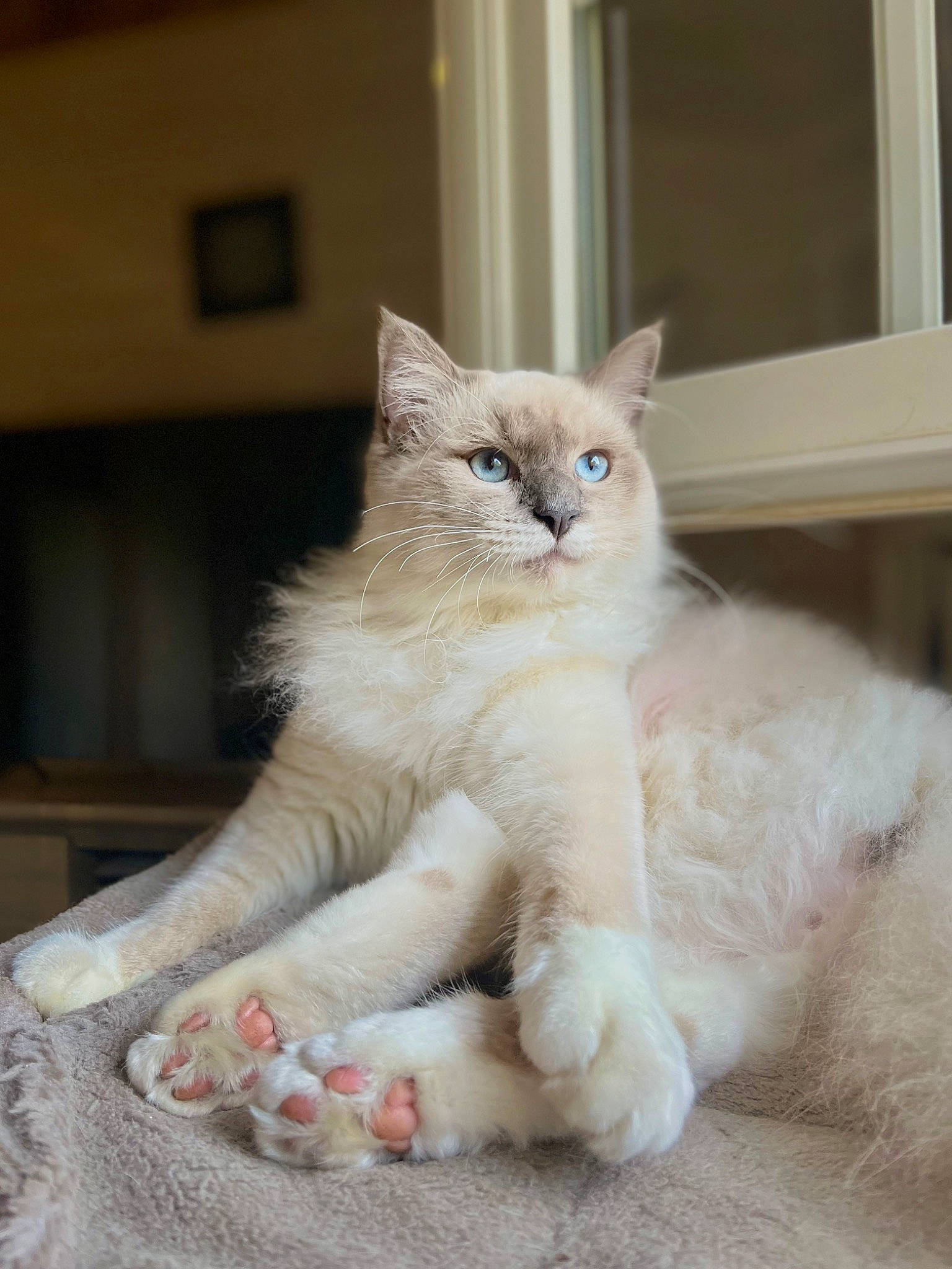 Saiko a rejoint le concours — aidez-le/la à gagner de superbes lots ! carnivore, cat, cat_supply, claw, domestic_short_haired_cat, fawn, felidae, fur, paw, photo_caption, small_to_medium_sized_cats, snout, tail, whiskers, window