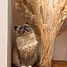 cat, blue_eyes, fluffy, sitting, indoor, vase, dried_grasses, pampas, wooden_surface, curious, feline, decor, plant, cozy, brown, beige, soft_light, portrait, pet, animal