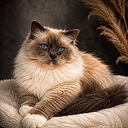 Timy participe au concours pour gagner de l'argent avec cette photo : animal, blanket, blue_eyes, brown, cat, close_up, cozy, cute, domestic_cat, feline, fluffy, indoor, long_hair, paws, pet, portrait, relaxed, resting, soft_fur, whiskers