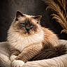 animal, blanket, blue_eyes, brown, cat, close_up, cozy, cute, domestic_cat, feline, fluffy, indoor, long_hair, paws, pet, portrait, relaxed, resting, soft_fur, whiskers