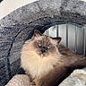 cat, fluffy, blue_eyes, relaxed, cozy, blanket, indoor, pet, feline, cute, resting, soft, fur, animal, cave, whiskers, comfort, domestic, sleepy, closeup