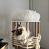 cat, fluffy, blue_eyes, rope, cat_tower, cushion, wood, furniture, indoor, pet, cute, relaxed, curious, animal, home, cozy, white, brown, soft, playful