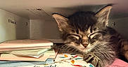 Waffles is registered to the contest to win money with this photo: animal, books, closed_eyes, cozy, cute, domestic, feline, indoor, kitten, literature, paw, peaceful, quiet, resting, shelf, sleeping, small, stack, tabby, young_cat