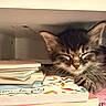 kitten, sleeping, books, shelf, cozy, tabby, paw, closed_eyes, cute, indoor, stack, literature, resting, feline, young_cat, quiet, peaceful, small, animal, domestic