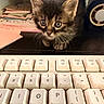 Waffles is registered to the contest to win money with this photo: kitten, tabby, cat, keyboard, desk, papers, speaker, curious, cute, pet, animal, indoor, closeup, feline, whiskers, ears, eyes, computer, technology, clutter