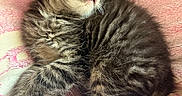 Waffles is registered to the contest to win money with this photo: kitten, cat, sleeping, fur, tabby, pet, animal, cozy, blanket, soft, cute, nap, whiskers, paw, feline, resting, striped, young, domestic_cat, indoor