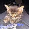 Waffles joined the competition — help win amazing prizes! kitten, cat, sleeping, fluffy, fur, animal, pet, cute, resting, lap, clothing, person, indoors, dark_background, closeup, small, young, whiskers, ears, soft