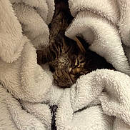 Waffles joined the competition — help win amazing prizes! cat, tabby, sleeping, blanket, cozy, fur, pet, indoor, resting, comfort, soft, warm, animal, cute, closeup, relaxation, snug, texture, nestled, peaceful