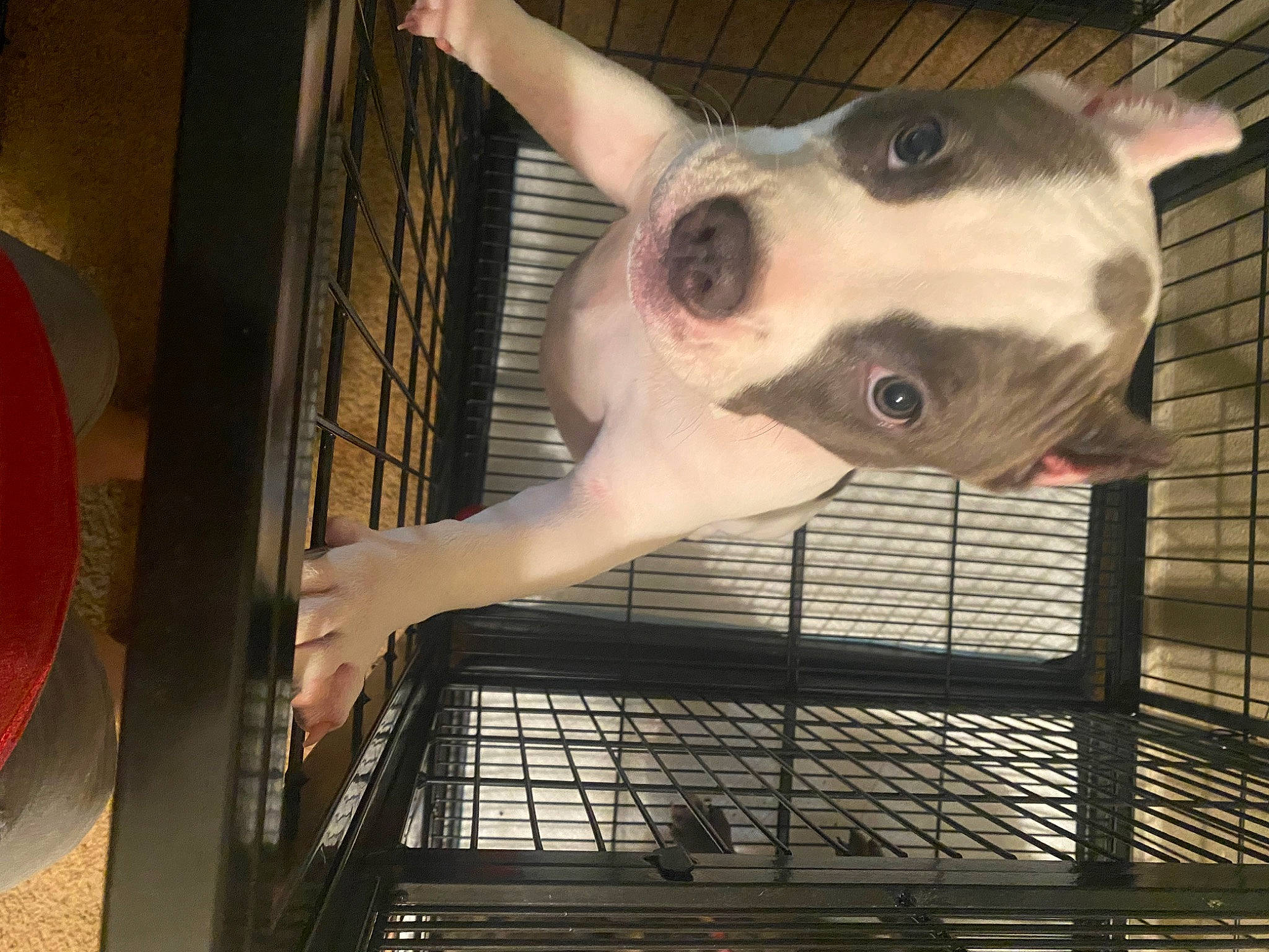 Ghost is registered to the contest to win money with this photo: animal_shelter, cage, canidae, dog, dog_breed, fawn, fur, head, jaw, mammal, mesh, metal, nose, pet_supply, service, snout, sporting_group, vertebrate, whiskers, working_animal