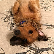 Holly is registered to the contest to win money with this photo: dog, pet, lying_down, bed, fur, collar, indoor, cute, fluffy, ears, brown_fur, looking_up, resting, animal, sleepy, relaxed, close_up, canine, bedspread, pattern