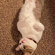 Luna joined the competition — help win amazing prizes! cat, pet, animal, feline, collar, lying_down, carpet, fur, whiskers, cute, domestic_animal, relaxed, indoor, paws, head, ears, eyes, muzzle, tabby, playful