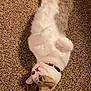 cat, pet, animal, feline, collar, lying_down, carpet, fur, whiskers, cute, domestic_animal, relaxed, indoor, paws, head, ears, eyes, muzzle, tabby, playful