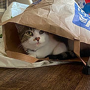 Luna is registered to the contest to win money with this photo: cat, paper_bag, floor, indoor, pet, feline, curious, hiding, brown, white, tabby, whiskers, collar, bell, playful, cozy, wooden_floor, domestic_animal, resting, cute