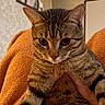 cat, tabby, pet, animal, feline, portrait, sitting, indoors, blanket, orange_blanket, human_hand, held, fur, whiskers, ears, eyes, home, wall, framed_picture, close_up