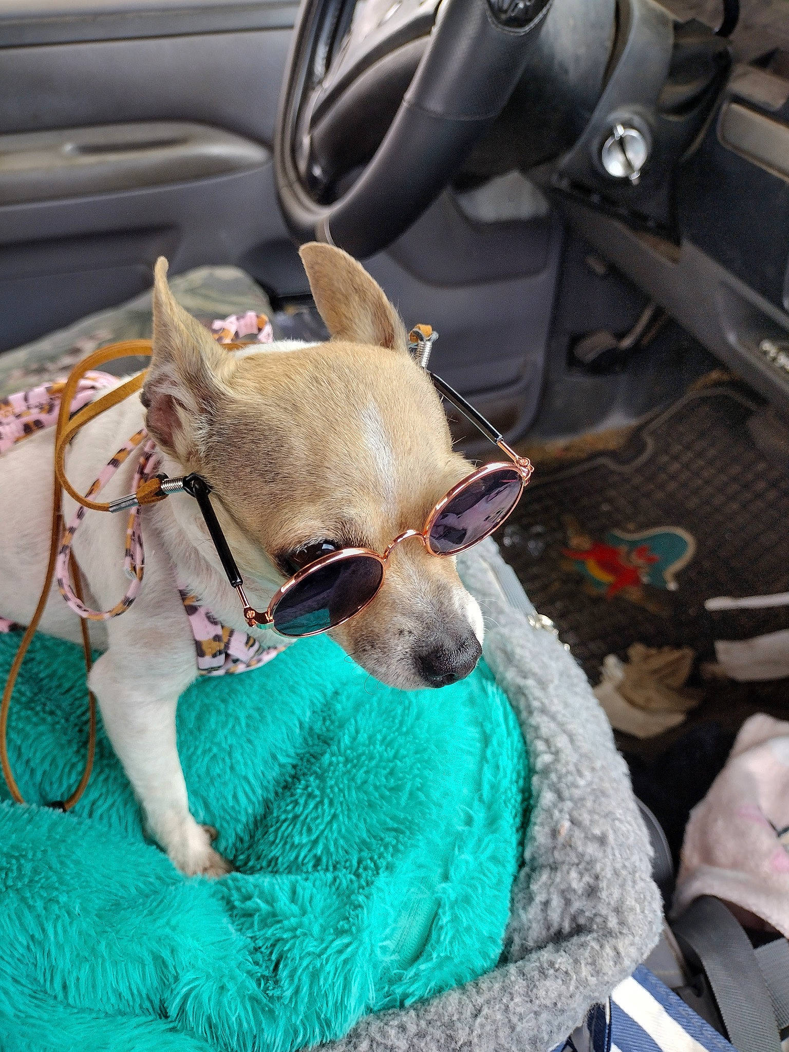 Sassy joined the competition — help win amazing prizes! auto_part, automotive_tire, car, car_seat, car_seat_cover, carnivore, collar, companion_dog, dog, dog_breed, fawn, mammal, motor_vehicle, seat_belt, steering_wheel, toy_dog, vehicle, vehicle_door, whiskers, working_animal