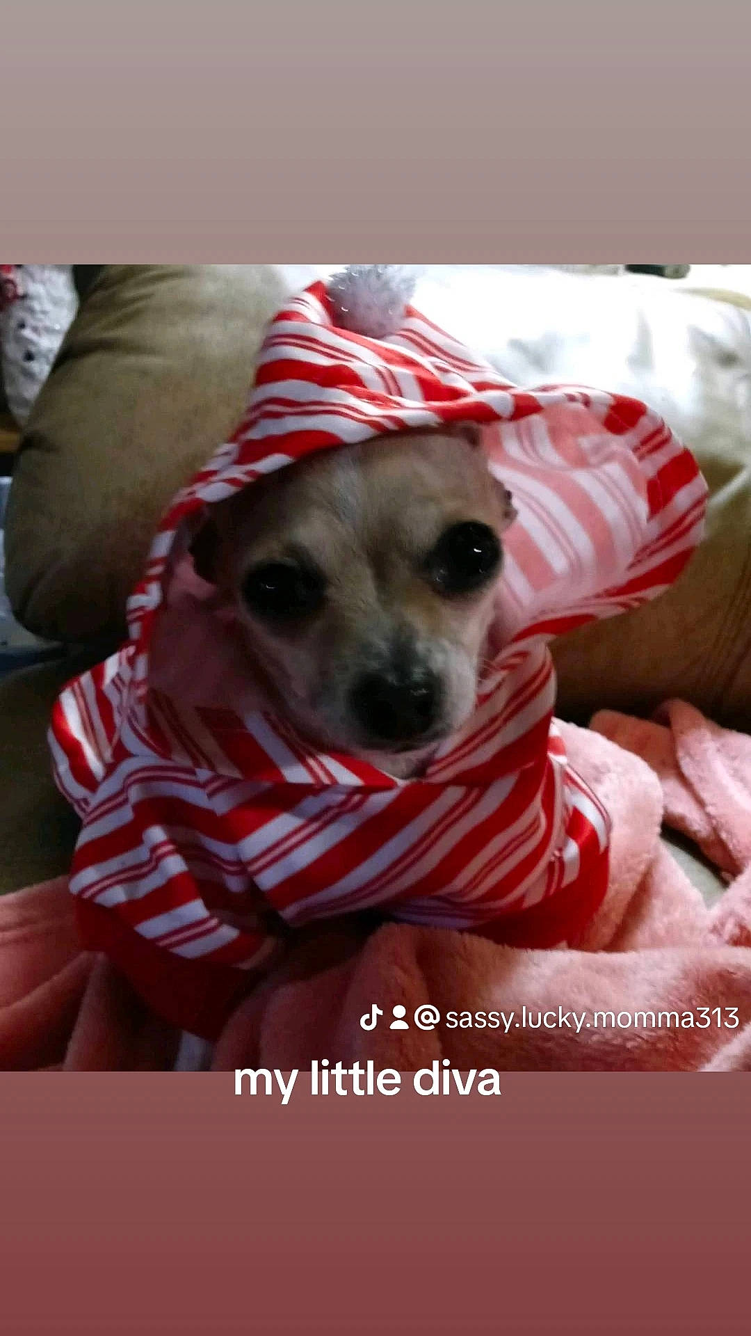 Sassy joined the competition — help win amazing prizes! canidae, carnivore, collar, comfort, companion_dog, dog, dog_breed, dog_clothes, dog_collar, dog_supply, fawn, fur, hat, pattern, pet_supply, smile, snout, sporting_group, whiskers, working_animal