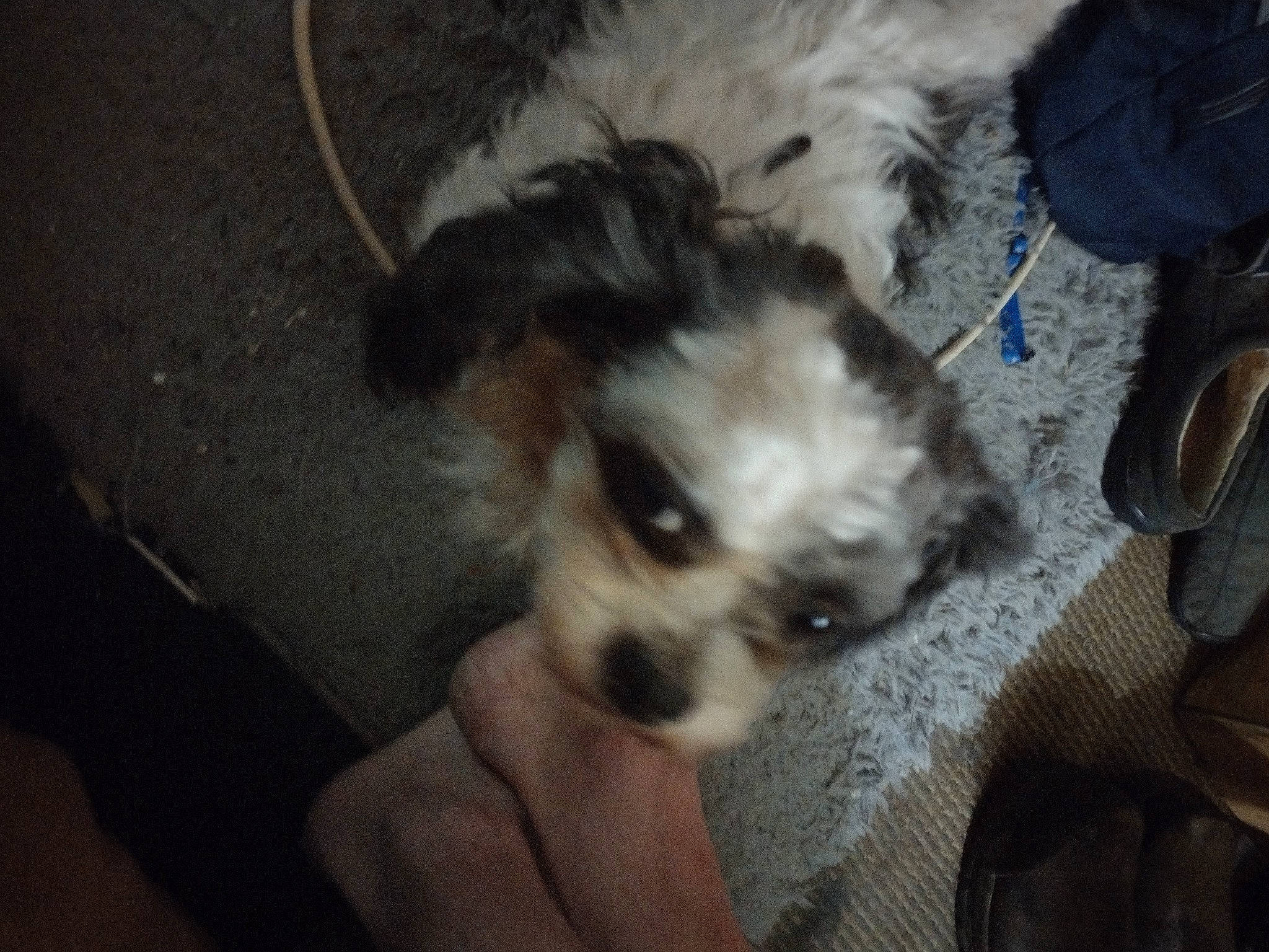 Lucky is registered to the contest to win money with this photo: canidae, carnivore, companion_dog, dog, dog_breed, dog_supply, fawn, fur, liver, mal_shi, maltepoo, non_sporting_group, puppy, shih_poo, small_terrier, snout, sporting_group, terrier, toy_dog, working_animal