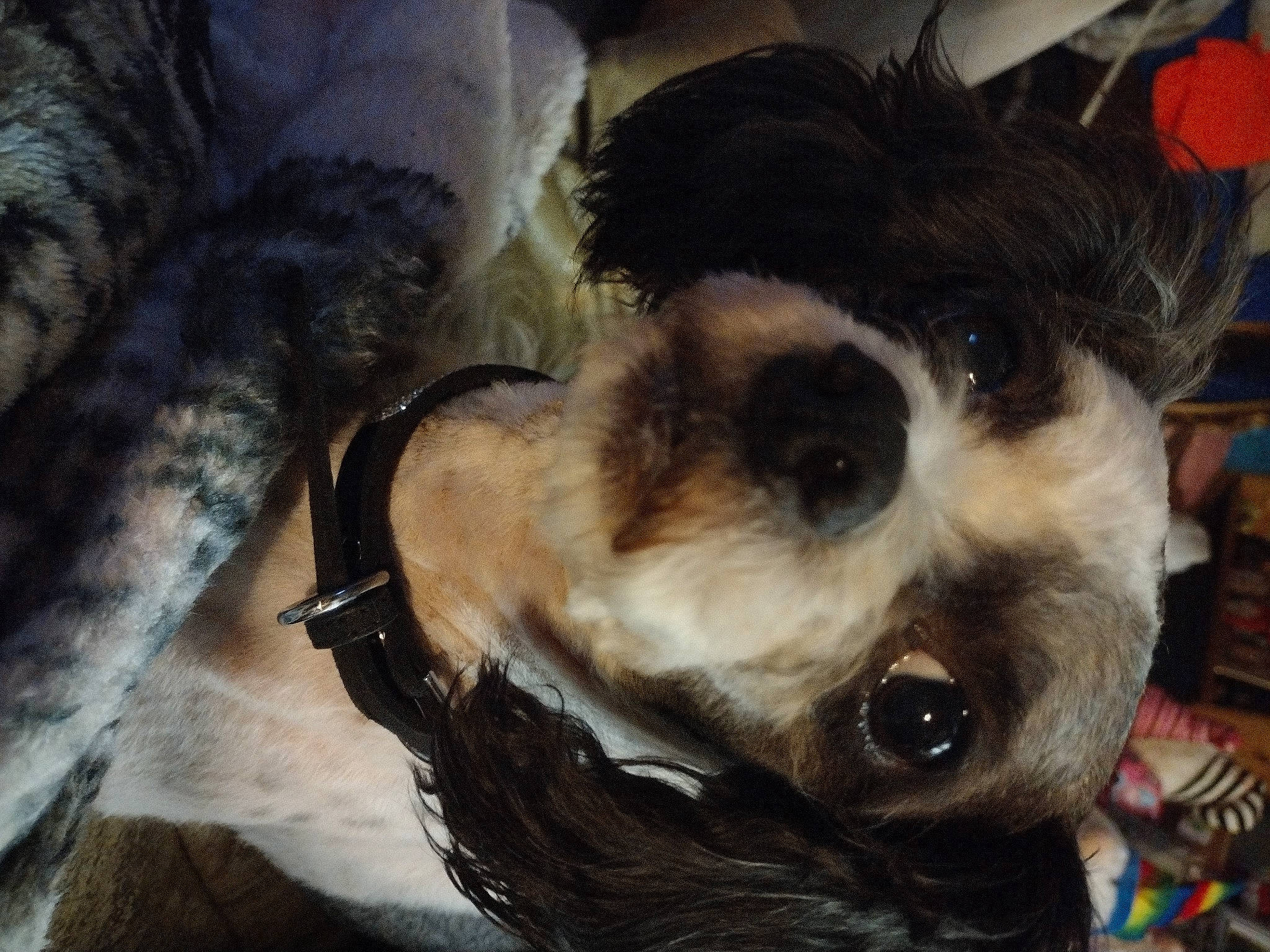 Lucky is registered to the contest to win money with this photo: canidae, carnivore, companion_dog, dog, dog_breed, ear, eyewear, fashion_accessory, fawn, fur, head, liver, puppy, snout, sporting_group, sunglasses, terrier, toy_dog, whiskers, working_animal