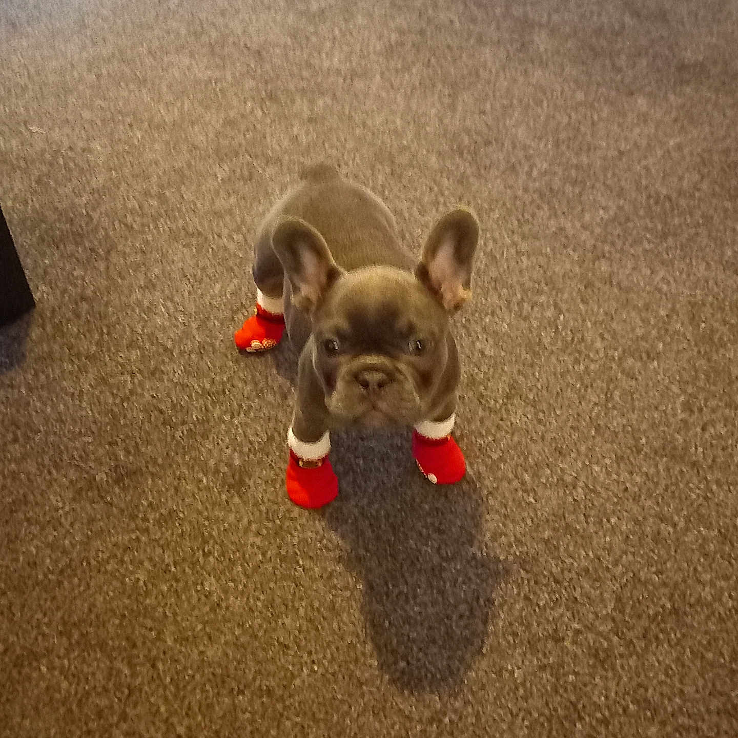 Kyro joined the competition — help win amazing prizes! animal, boxer, bulldog, canine, chihuahua, dog, frenchbulldog, hound, pet, pitbull, puppy