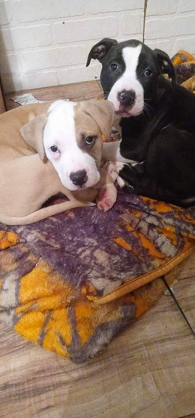 Sirus joined the competition — help win amazing prizes! canidae, carnivore, comfort, companion_dog, dog, dog_breed, dog_supply, fawn, floor, flooring, guard_dog, hardwood, mammal, non_sporting_group, snout, sporting_group, vertebrate, wood, working_animal, working_dog