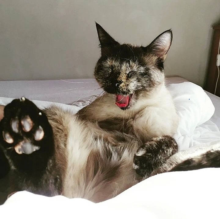 Bibi a rejoint le concours — aidez-le/la à gagner de superbes lots ! bed, carnivore, cat, cat_bed, cat_supply, claw, comfort, domestic_short_haired_cat, felidae, foot, fur, paw, sitting, small_to_medium_sized_cats, snout, snow, tail, whiskers, window, winter