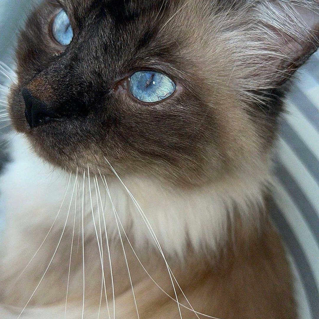Tornade participe au concours pour gagner de l'argent avec cette photo : animal, blue_eyes, calm, cat, close_up, cute, ears, face, feline, fur, indoors, majestic, muzzle, nose, pet, portrait, relaxed, soft_light, striped_background, whiskers