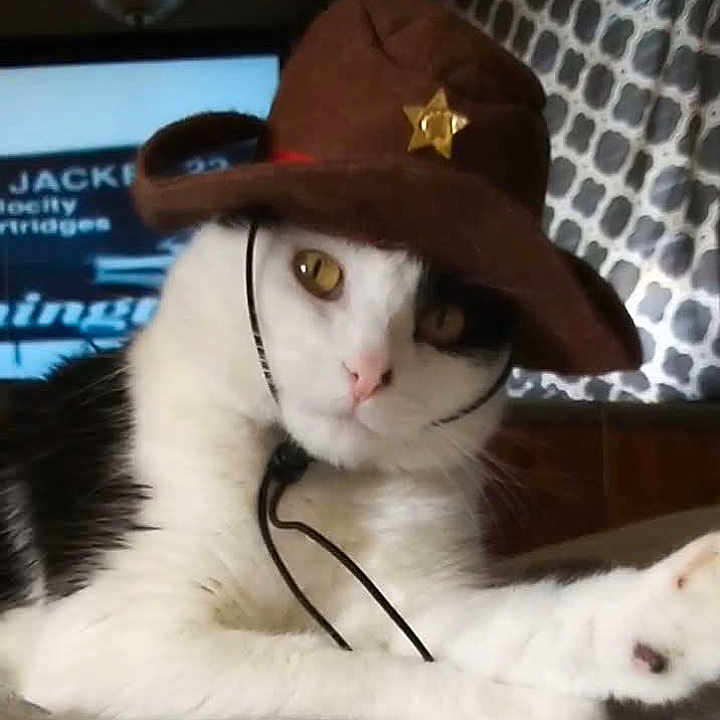 Slash joined the competition — help win amazing prizes! animal, black_fur, cat, costume, cowboy_hat, curious, cute, domestic_cat, eyes, face, fur, indoor, lying_down, patterned_wallpaper, pet, resting, sheriff_star, television, whiskers, white_fur