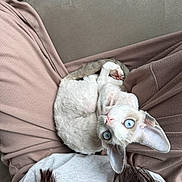 Alisa joined the competition — help win amazing prizes! cat, blue_eyes, curled_up, lap, person, brown_clothing, white_clothing, long_hair, indoors, couch, cozy, fur, pet, looking_up, relaxed, soft_texture, animal, cute, resting, comfort
